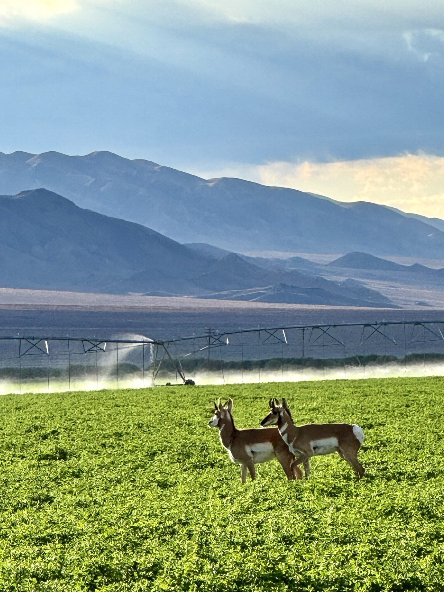 Pronghorn antelope grazing in an Esmeralda County alfalfa field with mountains in the distance
